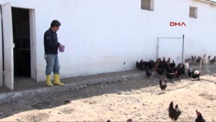 Diyarbakır Köy Tavuğuna Özlem Duyanlar Için Üniversitede Organik Tavuk Yetiştiriliyor Ek