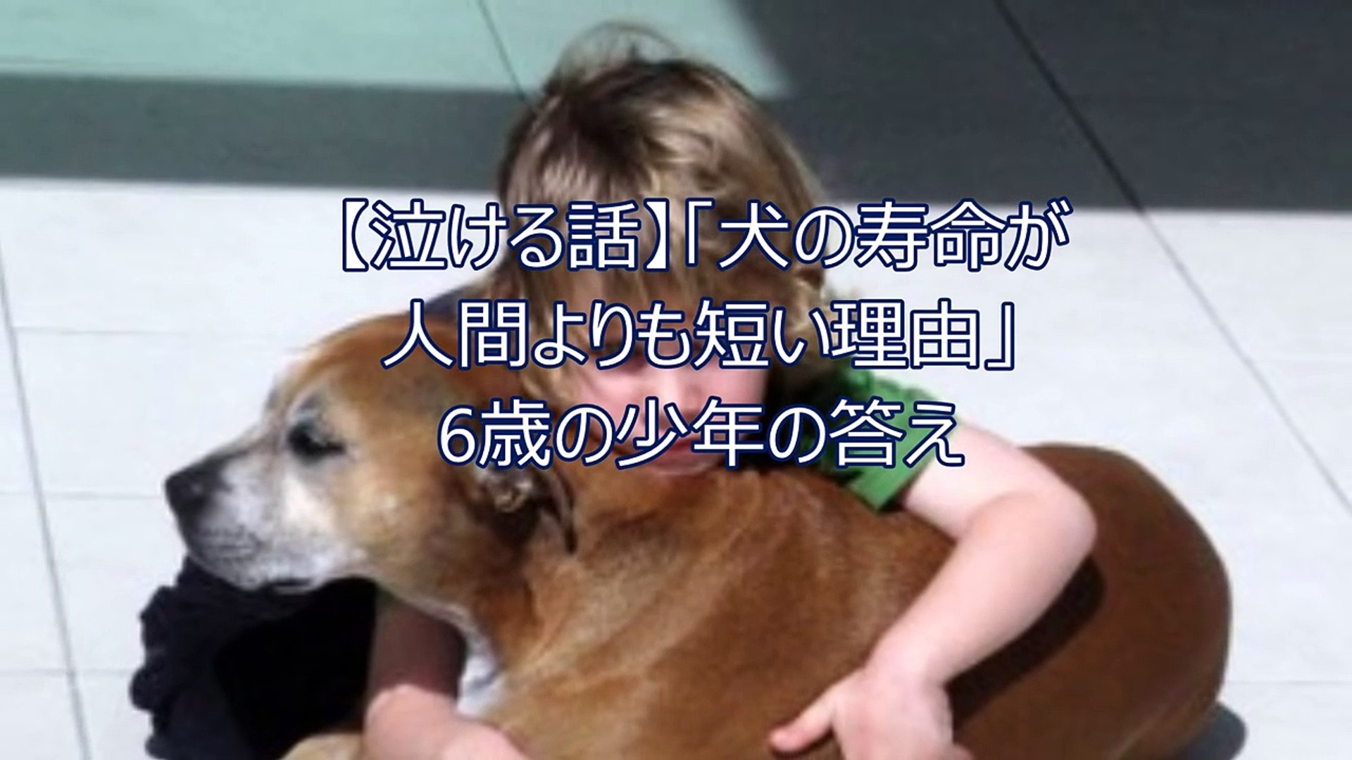 なぜ犬の寿命は人間より短いのか 愛犬を亡くした少年の前向きな回答に感動 Video Dailymotion