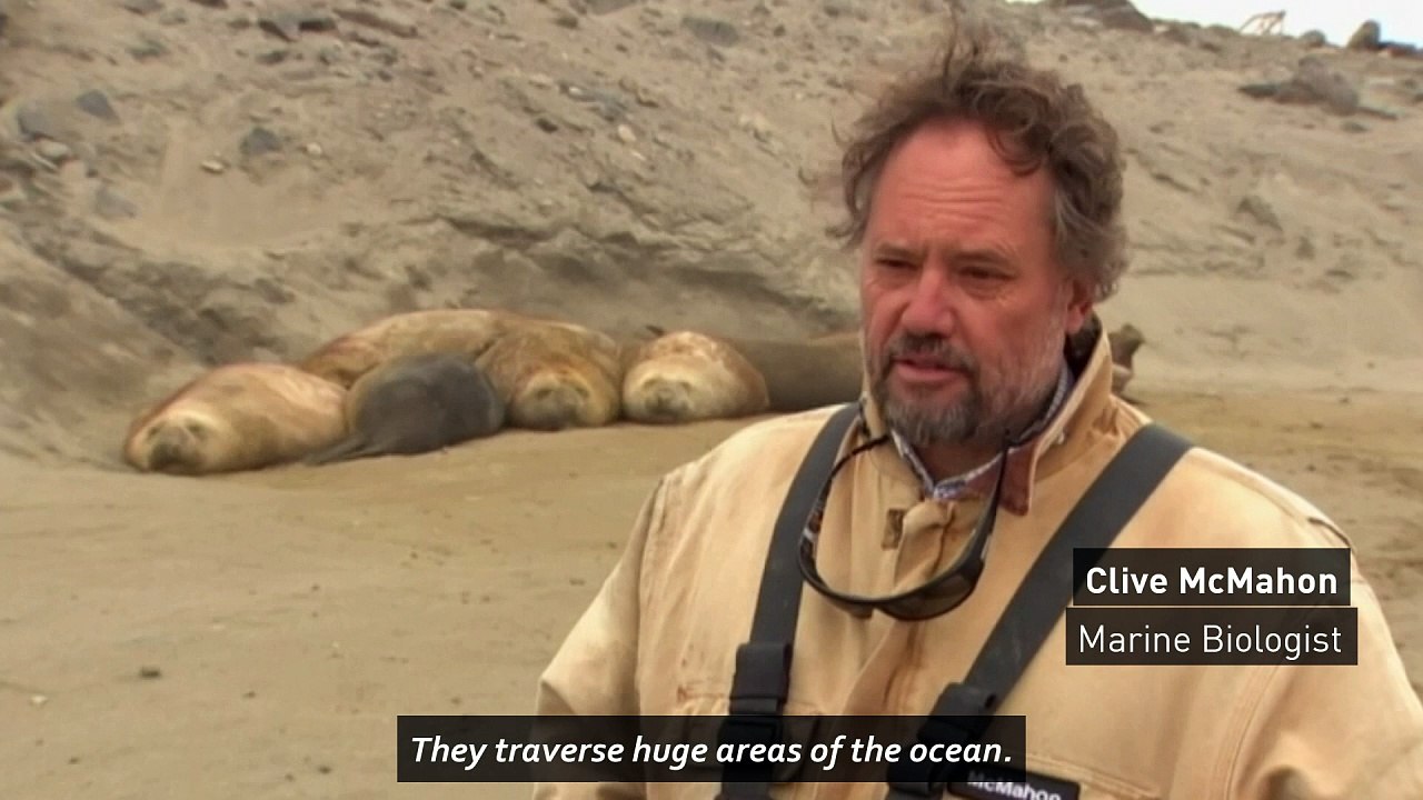 Elephant seals fitted with transmitters gather Ocean data