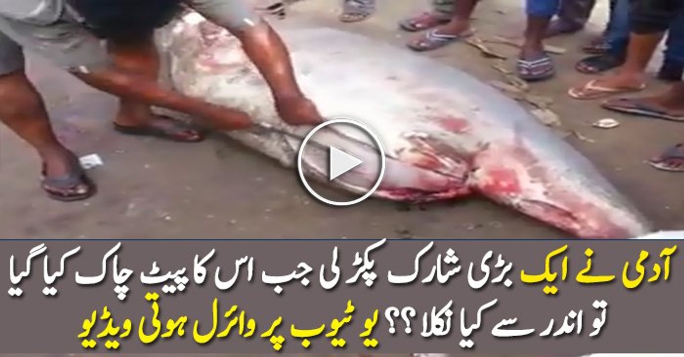 Caught in Camera Fishers Caught Biggest Shark Fish