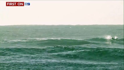 Ce surfeur se prend un dauphin sur la tronche