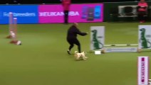 Ce chien Jack Russell est juste hilarant dans sa course d'agility