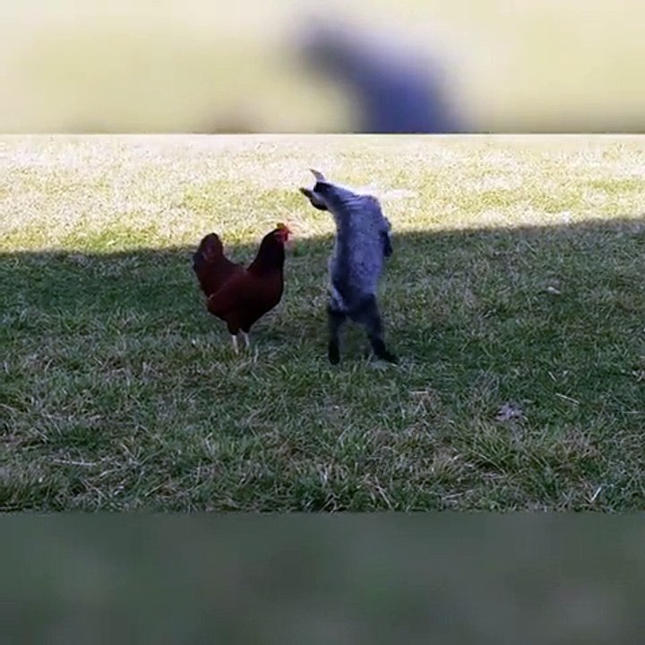Ce bébé chèvre se prend pour une poule ou c'est la poule qui se prend pour une chèvre