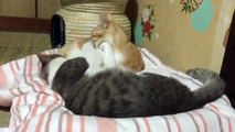 猫パンチ！パンチ！パ‥・ンチ・・・ｚｚｚ【喧嘩しながら寝る猫】