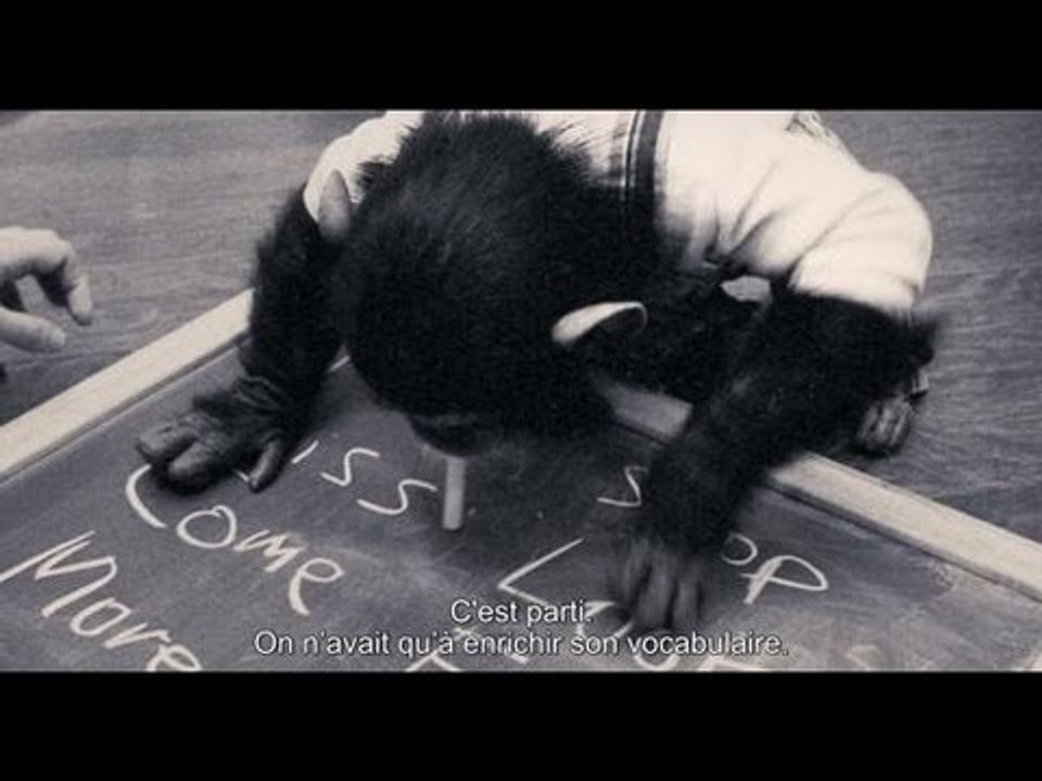 Projet Nim : l'histoire d'un chimpanzé surdoué !