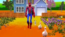 Finger Family Rhymes Spiderman Batman Hulk Superman Cartoons | Children Nursery Rhymes Col