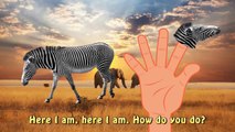 Finger Family Zebra Animal Rhymes in HD |Funny Zebra | Nursery Rhymes For Children