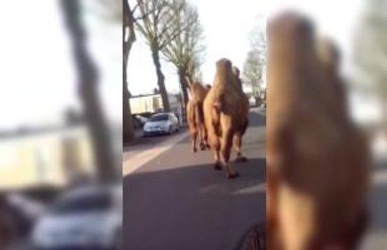 Deux chameaux se promènent en liberté à Roubaix