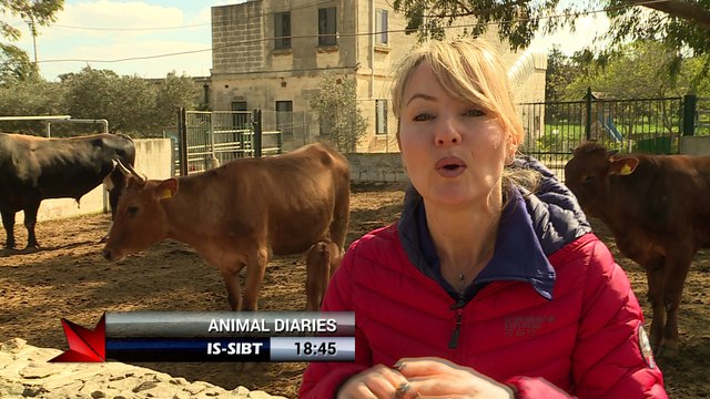 Maltese Breeds - our cows