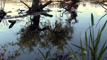 Le risque inondation à Saint-Pierre-des-Corps