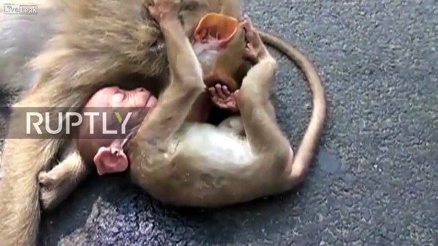 Un Bebe Singe Pleure La Mort De Sa Mere Tellement Emouvant Et Triste Video Dailymotion