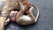 Un bébé singe pleure la mort de sa mère... Tellement émouvant et triste