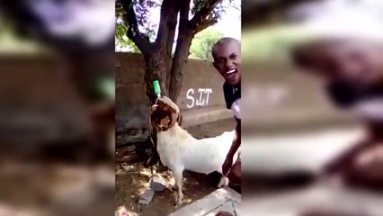 Une chèvre aime boire de la bière