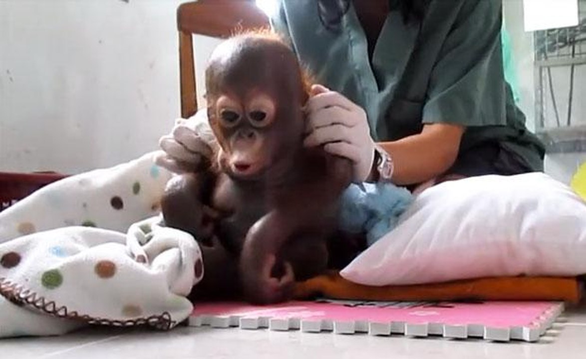 Severely Neglected Baby Orangutan Makes Incredible Recovery