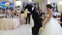 Gerçek penguen dansı budur