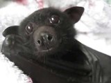 Rescued Bat's Health Gradually Restoring