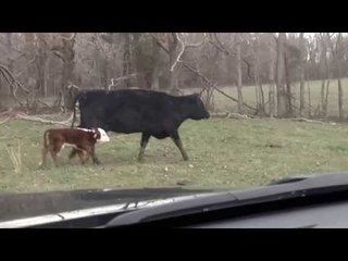 Cute Calf Reunited With Its Mother