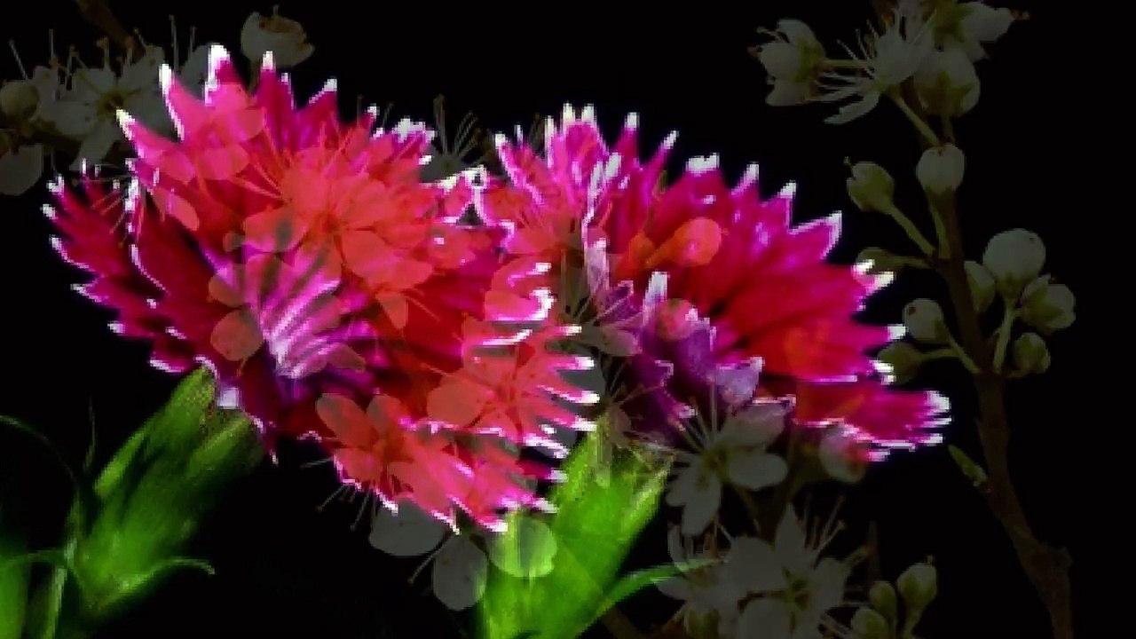 Flower Animation