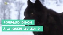 Pourquoi dit-on à la « queue leu leu » ?