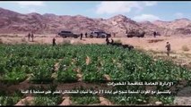 مكافحة المخدرات تبيد 23 مزرعة خشخاش على مساحة 6 أفدنة بجنوب سيناء