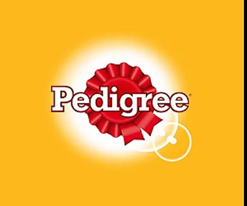 Un chien d'avalanche glisse sur une piste