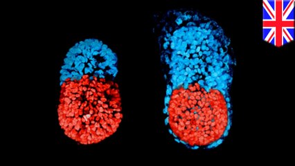 UK study shows artificial human life could soon be grown in lab