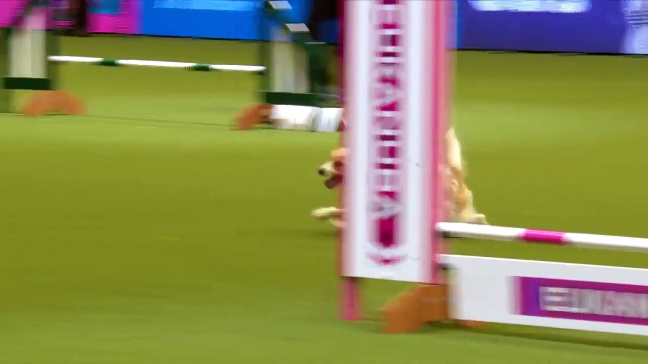 Un chien excité pendant un concours d'agility