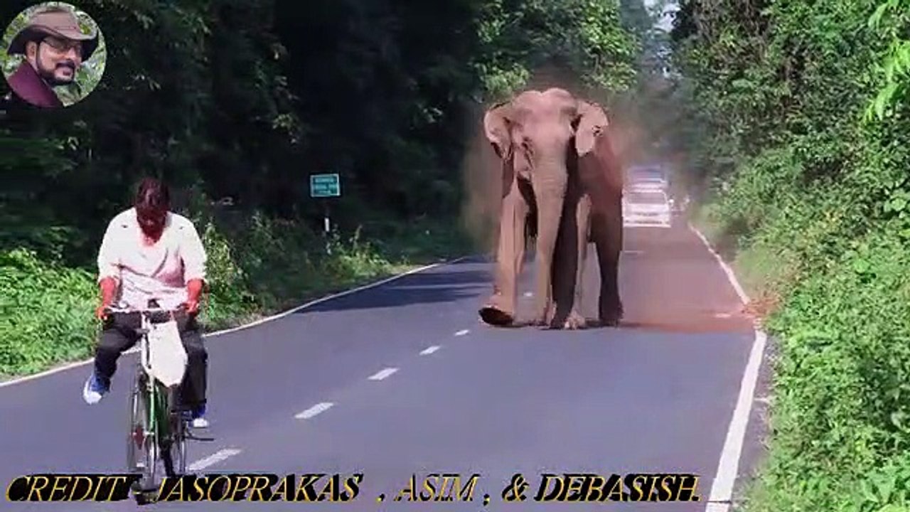 Un éléphant protége ça horde