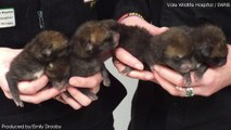 Six Blind Fox Cubs Saved After Being Orphaned