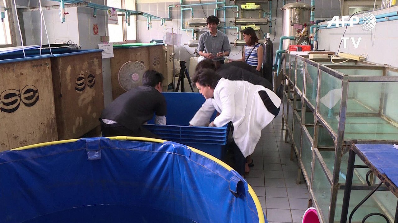 Tirelire, la tortue "trésor" réapprend à nager