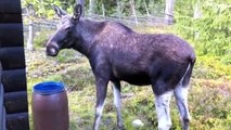 The Moose is Loose - Moose Video for Kids - Wild Animals3