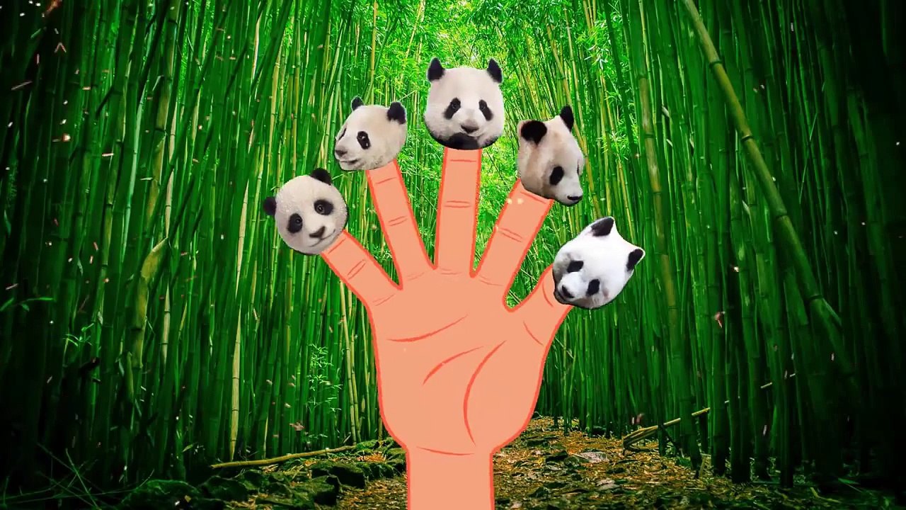 Finger Family Panda | ChuChu TV Animal Finger Family Songs & Nursery Rhymes For Children