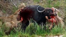 lions mangent Buffalo vivant! Crocodile zebra