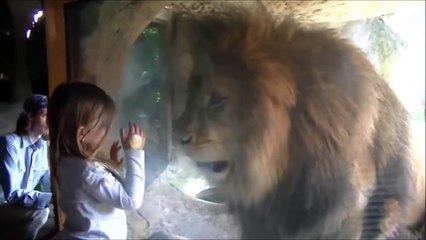 Küçük Kız Camın Arkasında Duran Aslana Fazla Yaklaşınca önce korktu sonra alıştı