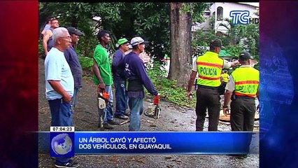 Un árbol cayó y afectó dos vehículos en Guayaquil