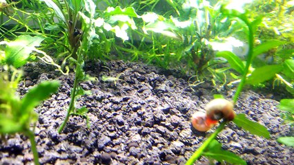 Ramshorn Snail sitting on another and Blue Dream Rili Neocaridina Shrimp