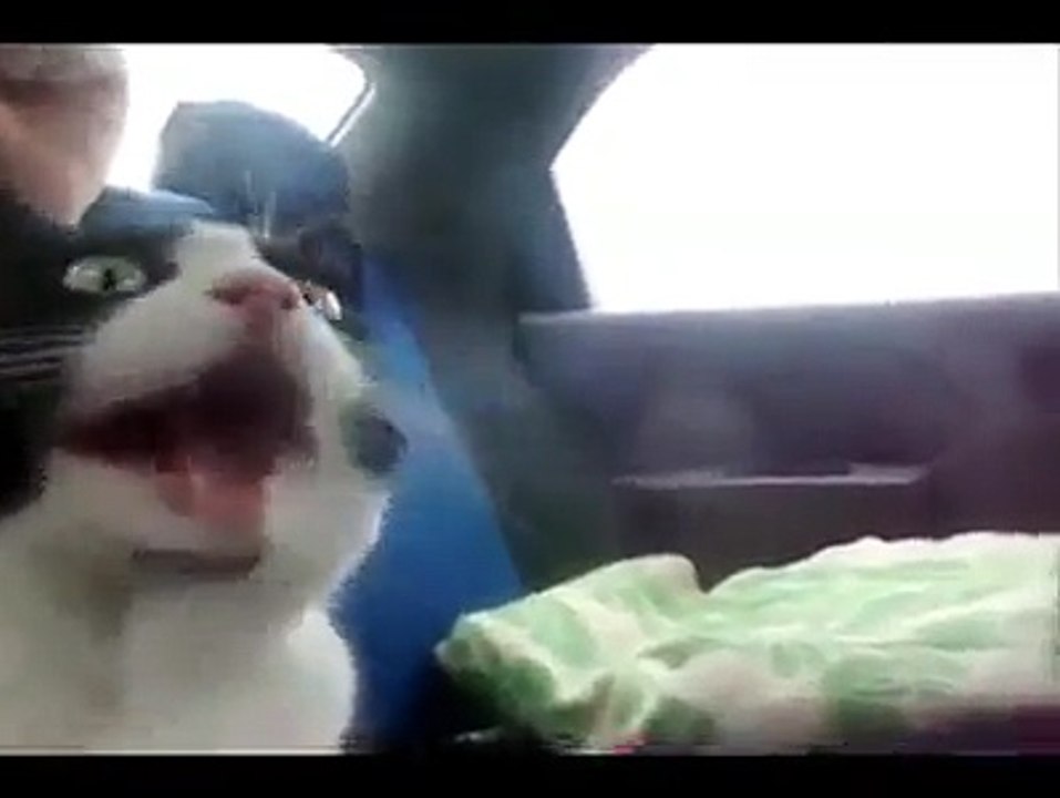 CAT VS TURBO VTEC LOL...