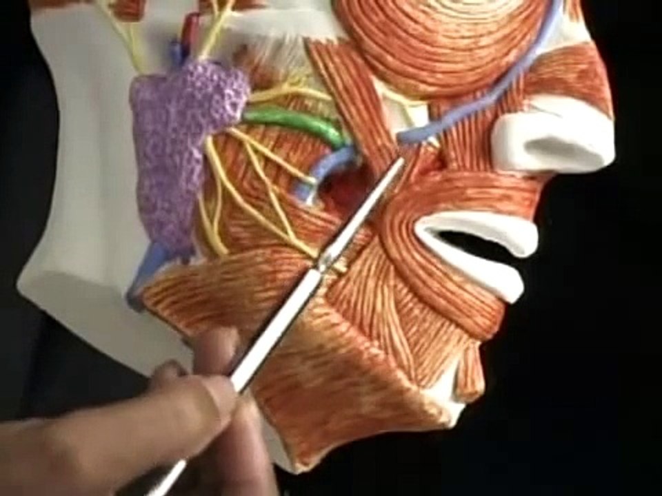 Anatomy-Part 1 - Facial Nerve and the Muscles of Facial Expression