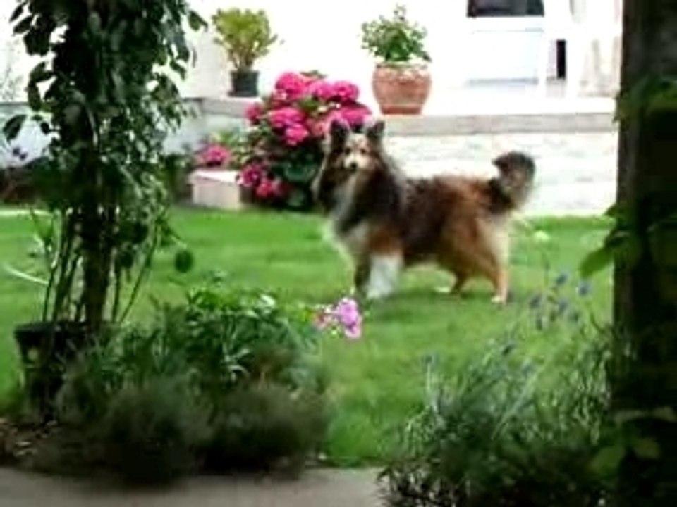 les truc des shetland (le chien de garde)