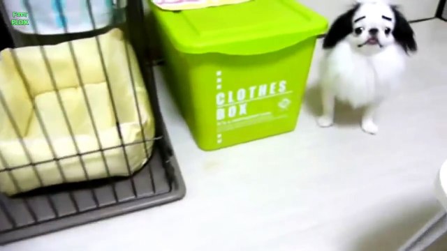 Cani con le sopracciglia: non potrete trattenervi dal ridere!