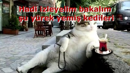 Köpeklere saldıran cesaretli  kediler gördünüzmü izleyelim