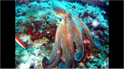 Discover the Fascinating World of Octopuses 🐙: Cephalopod Molluscs Explained
