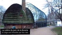 Les rats de la volière du parc de la Boverie de Liège sont à nouveau de sortie