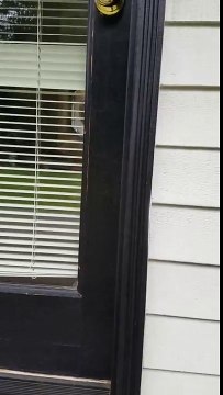 Pest control for ants removal extermination service