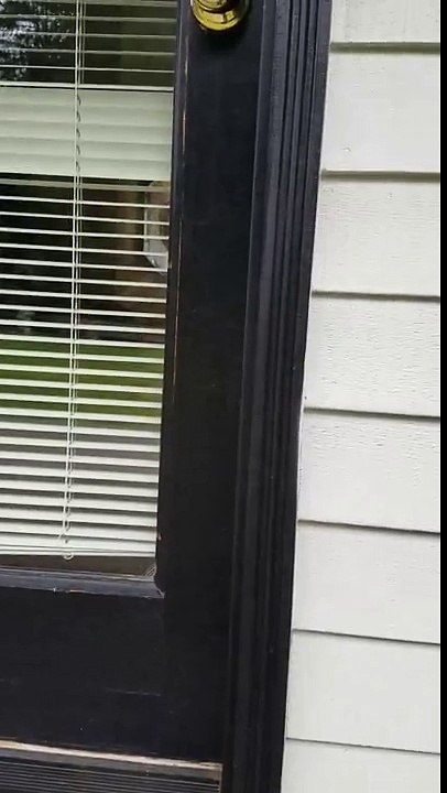 Pest control for ants removal extermination service