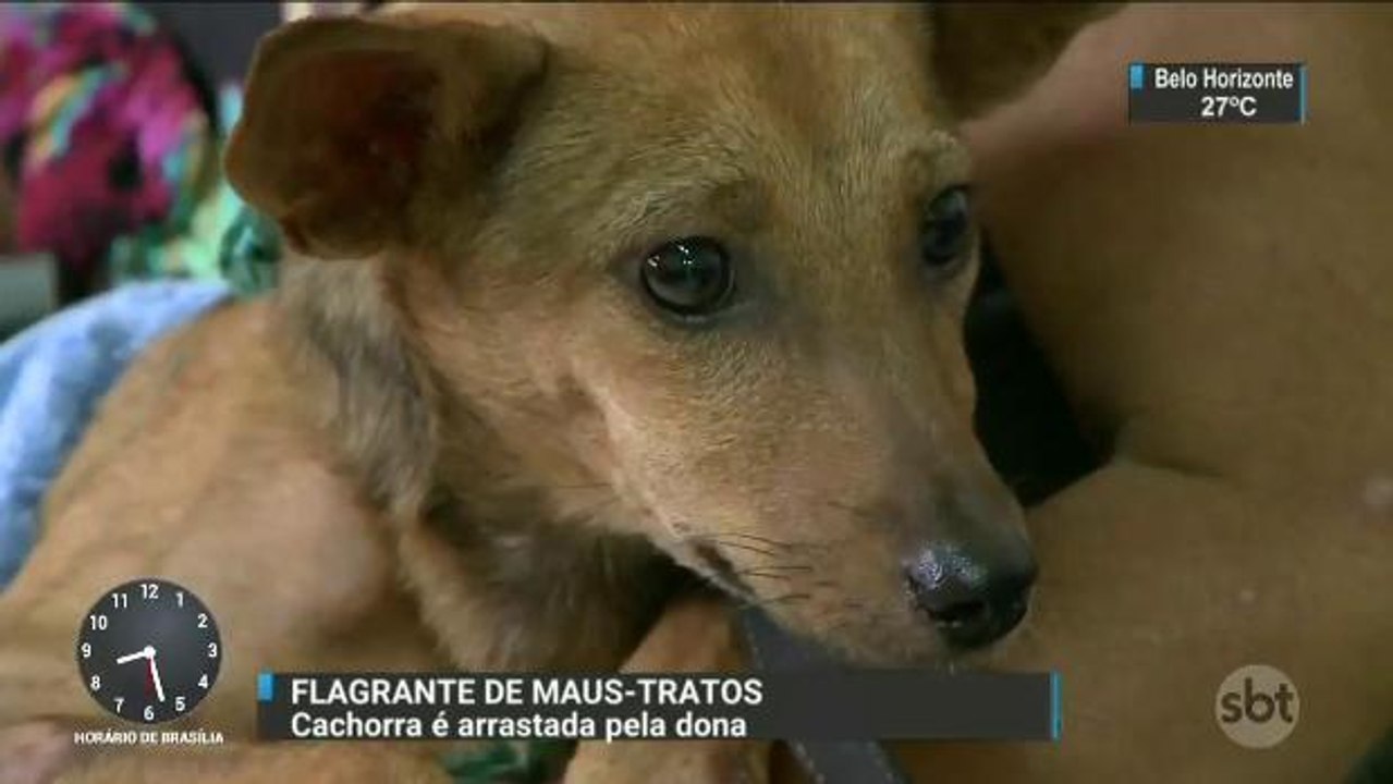 Mulher é detida depois de ser flagrada arrastando cachorra em Belém