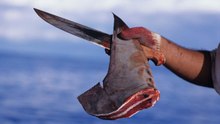 No Soup for You! The Horrors of Shark Finning