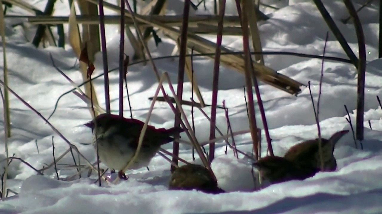 Lustiges Katzen Video