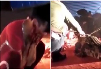 Circus performer bitten by crocodile when he put head near its mouth