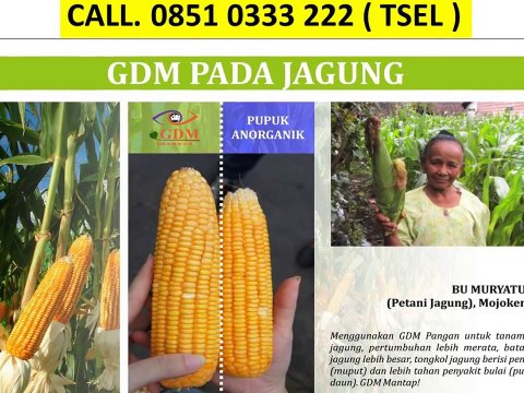 Pupuk Organik Cair Untuk Padi - CALL 0851 0333 222 ( TSEL )